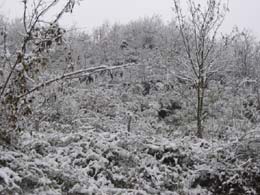 foto neve del 9 Dicembre 2003 7